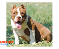 American bully pocket micro - Fotografija 1/7