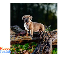 American bully - Fotografija 8/10