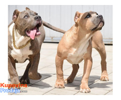 American bully xxl - Fotografija 1/2