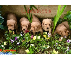 Labradoodle F1 - Fotografija 1/6