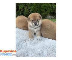 Shiba Inu štenci - Fotografija 2/5