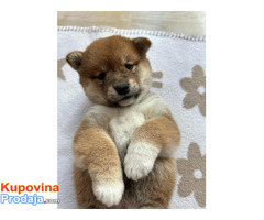 Shiba Inu štenci - Fotografija 3/5