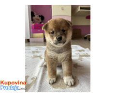 Shiba Inu štenci - Fotografija 5/5