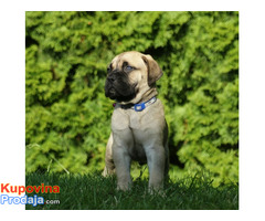 Bullmastiff stenci - Fotografija 2/4