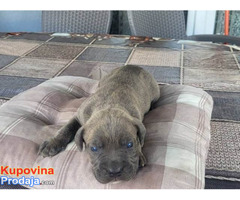 Cane Corso, rezervacija štenaca - Fotografija 3/7