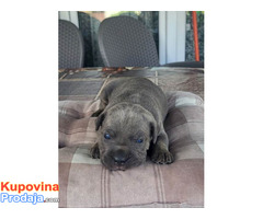 Cane Corso, rezervacija štenaca - Fotografija 6/7