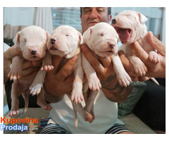 Dogo Argentino, štenci