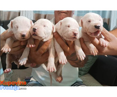 Dogo Argentino, štenci - Fotografija 4/5