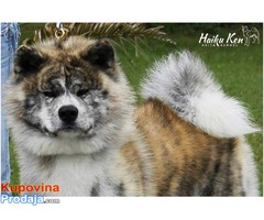 Akita Inu vrhunsko leglo - Fotografija 4/5