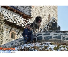 Šarplaninci,štenad,mladi i odrasli psi - Fotografija 10/10