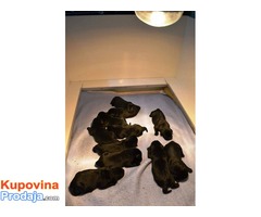 Labrador retriver stenad - izlozbenog potencijala - Fotografija 4/6
