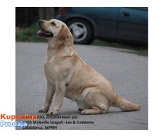 Labrador stenci na prodaju - Fotografija 3/4