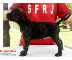 Cane Corso štenci na prodaju - Fotografija 2/5