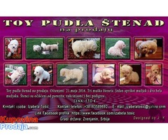 Toy pudla štenad na prodaju - Fotografija 1/10