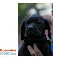 Cane Corso štenad na prodaju - Fotografija 2/10