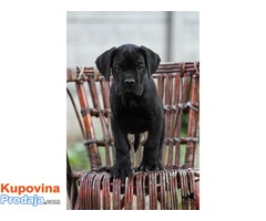 Cane Corso štenad na prodaju - Fotografija 3/10