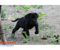 Cane Corso štenad na prodaju - Fotografija 4/10