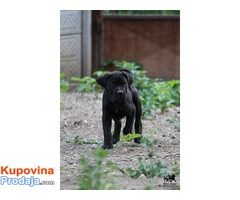 Cane Corso štenad na prodaju - Fotografija 5/10