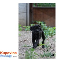 Cane Corso štenad na prodaju - Fotografija 6/10