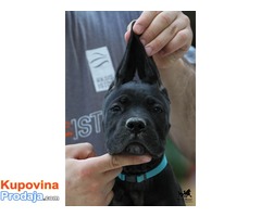 Cane Corso štenad na prodaju - Fotografija 7/10