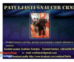 Patuljasti šnaucer crni - Fotografija 1/2