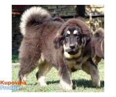 TIBETSKI MASTIFF - stenci vrhunskog porekla - Fotografija 1/10