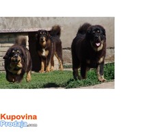 TIBETSKI MASTIFF - stenci vrhunskog porekla - Fotografija 2/10