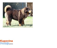 TIBETSKI MASTIFF - stenci vrhunskog porekla - Fotografija 3/10