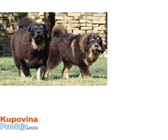 TIBETSKI MASTIFF - stenci vrhunskog porekla - Fotografija 4/10