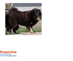 TIBETSKI MASTIFF - stenci vrhunskog porekla - Fotografija 7/10