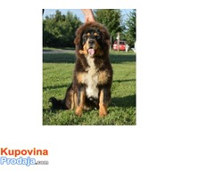 TIBETSKI MASTIFF - stenci vrhunskog porekla - Fotografija 10/10