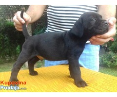 Cane Corso štenci, potomci svetskih šampiona - Fotografija 1/7