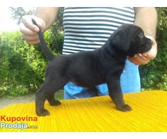 Cane Corso štenci, potomci svetskih šampiona - Fotografija 3/7