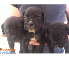 Prodajem štence CANE CORSO - - Fotografija 2/4