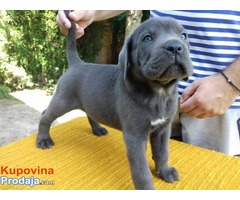 CANE CORSO štenci - Fotografija 1/10