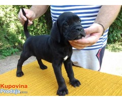 CANE CORSO štenci - Fotografija 2/10