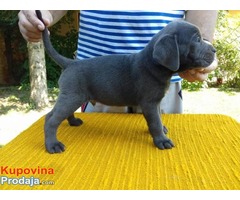 CANE CORSO štenci - Fotografija 3/10