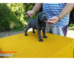 CANE CORSO štenci - Fotografija 5/10