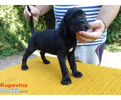 CANE CORSO štenci - Fotografija 8/10