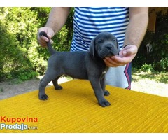 CANE CORSO štenci - Fotografija 10/10