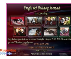 Engleski Buldog štenad na prodaju - Fotografija 1/6